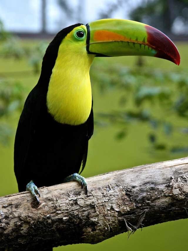 7 most beautiful birds in the world