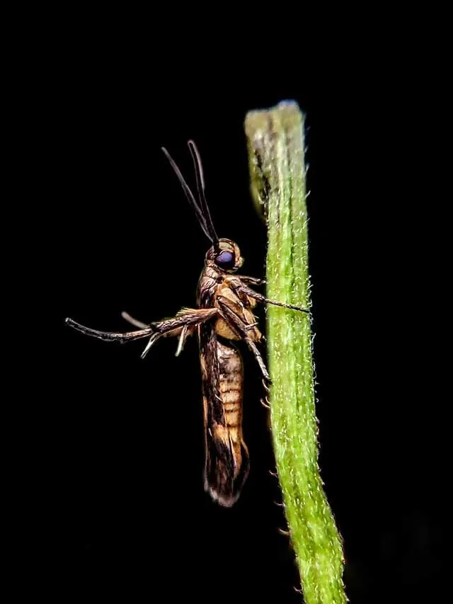 Blood sucking bugs insects